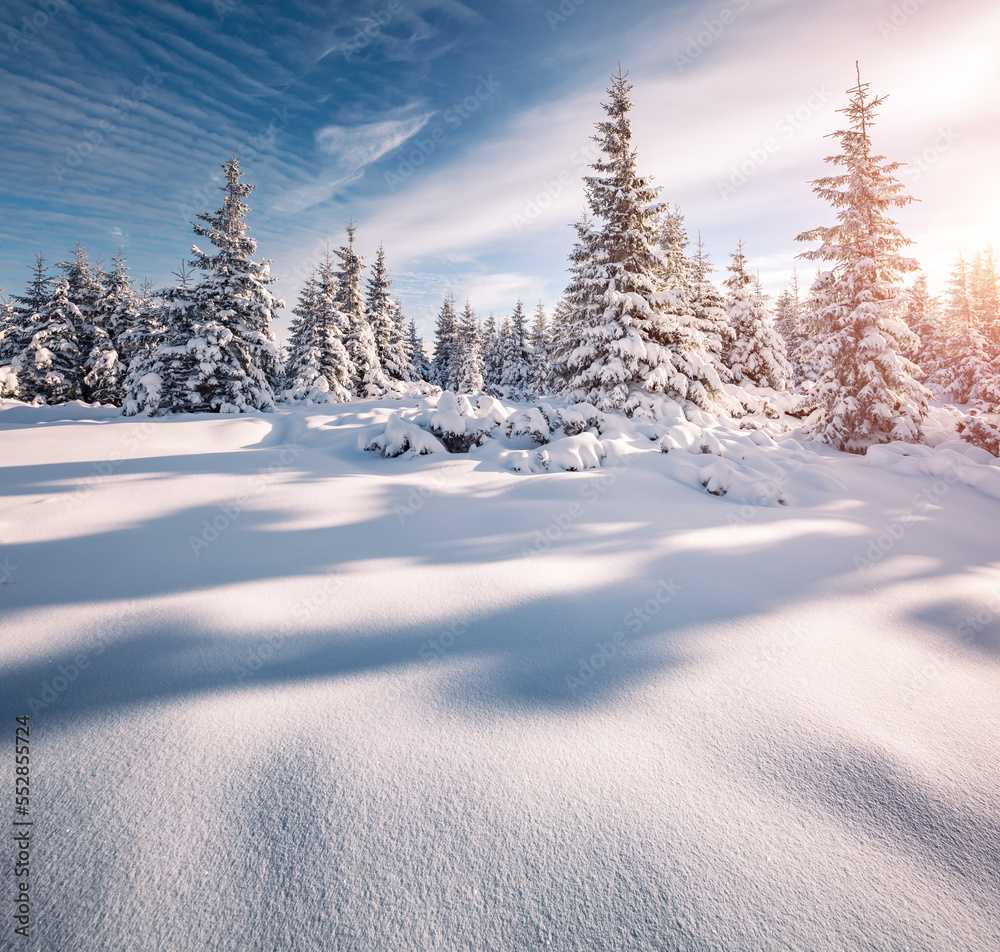 Majestic Christmas trees on a frosty sunny day. Majestic Christmas trees on a frosty sunny day.