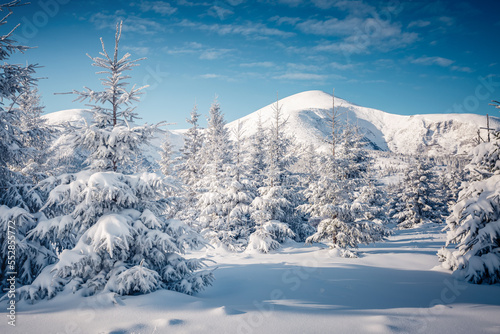Attractive snow-covered spruces on a frosty day. Carpathian mountains, Ukraine. © Leonid Tit