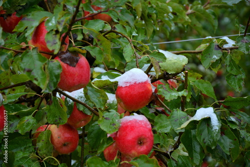 Pink Lady Äpfel im Schnee