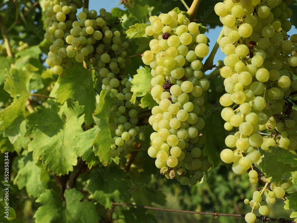 Bunches of fresh grapes growing in vineyard on sunny day Bunches of fresh grapes growing in vineyard on sunny day