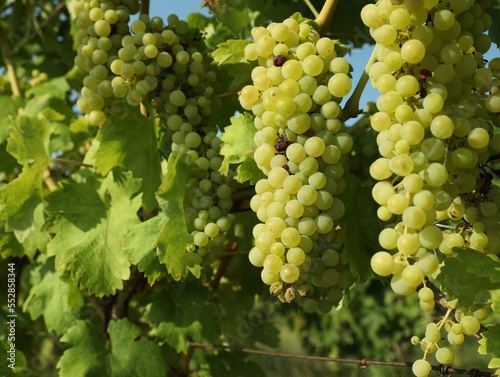 Bunches of fresh grapes growing in vineyard on sunny day