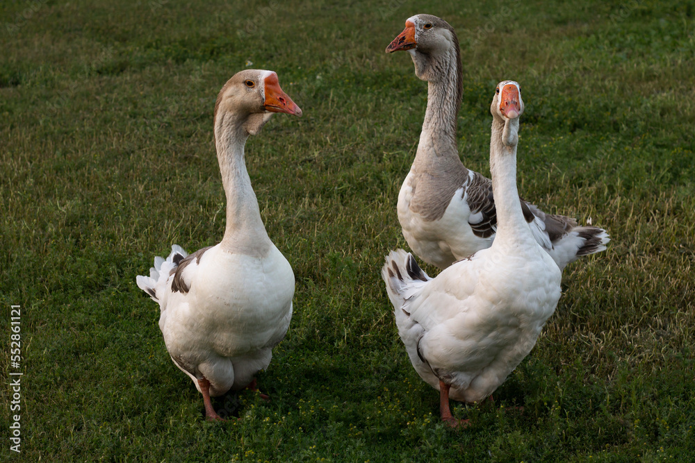 geese on the farm geese on the farm