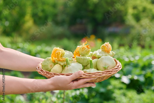 Close-up of crop of patisons in basket in hands of woman photo