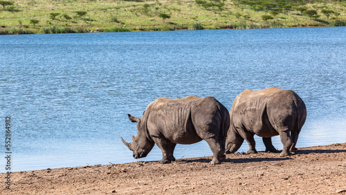 Фотография Rhinos Two Drinking Waterhole Wildlife Park Wilderness Reserve Wetland Landscape