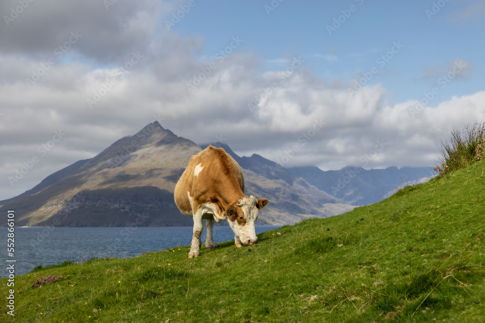 cow grazes near fishing village Elgol on the isle of skye