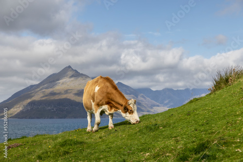 cow grazes near fishing village Elgol on the isle of skye