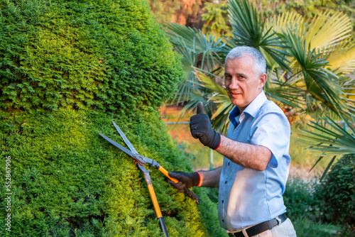 Mature gardener using scissors for trimming the branches. The man smiles and gives a thumbs up. Concept of garden decoration