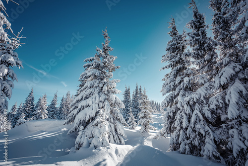 Winter landscape trees in frost. Bright winter morning in Carpathian mountains with snow covered fir trees. Wonderful mountain scenery, Happy New Year celebration concept. Nature landscape. Ukraine © jenyateua