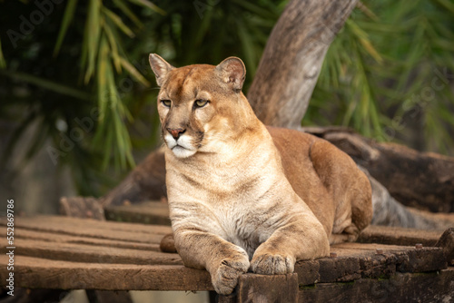 Majestic male Puma lying down looking to the side in selective focus and blurred background