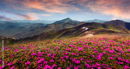 Incredible sunny nature landscape. View on mountain valley with blossoming pink rhododendron flowers and colorful sky. Spring scenery. Carpathian mountains. Ukraine