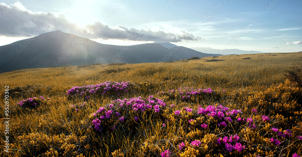 Obraz premium Incredible nature scenery im mountain. Beautiful natural landscape in the summer morning. Mountain valley with fresh pink rhododendron flowers and majestic moun under sunlight. Carpathian. Ukraine