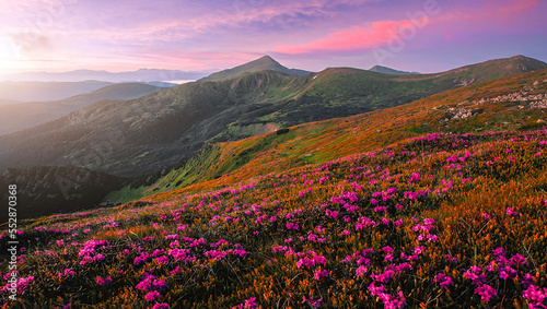 Wonderful morning alpine scenery. Stunning spring landscape. Vivid atmospheric nature scenery. Nice mountains and rhododendron flowers under sunlight. Beautiful nature background. Picture of wild area © jenyateua