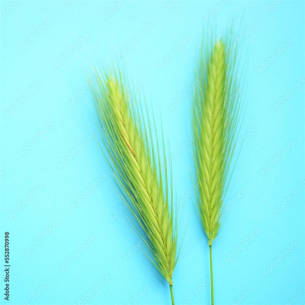 Summer botanical floral composition with two green herbs on vivid blue table. Art card. Top view. Summer botanical floral composition with two green herbs on vivid blue table. Art card. Top view.