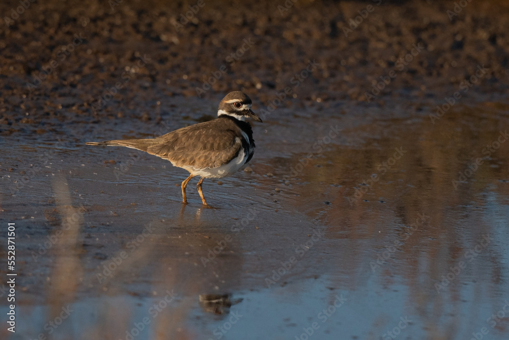Killdeer Standing on the Edge of the Marsh Early Evening