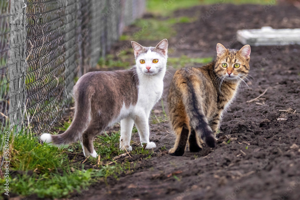 Two cats in the garden look back Two cats in the garden look back