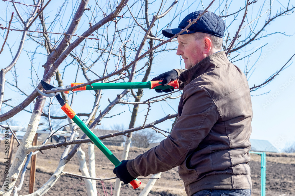 A gardener cuts tree branches with large garden shears. Pruning trees in the spring