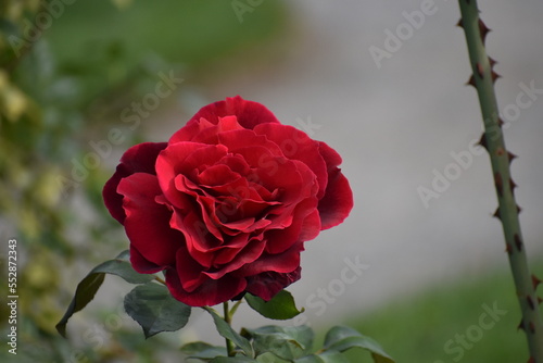 Red flower in public garden