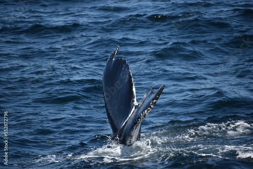 Humpback whale