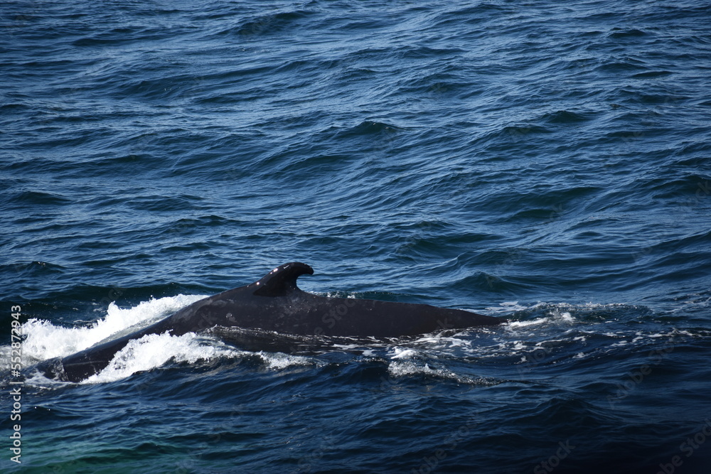 Humpback whales visit surface