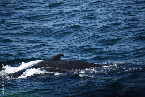 Humpback whales visit surface