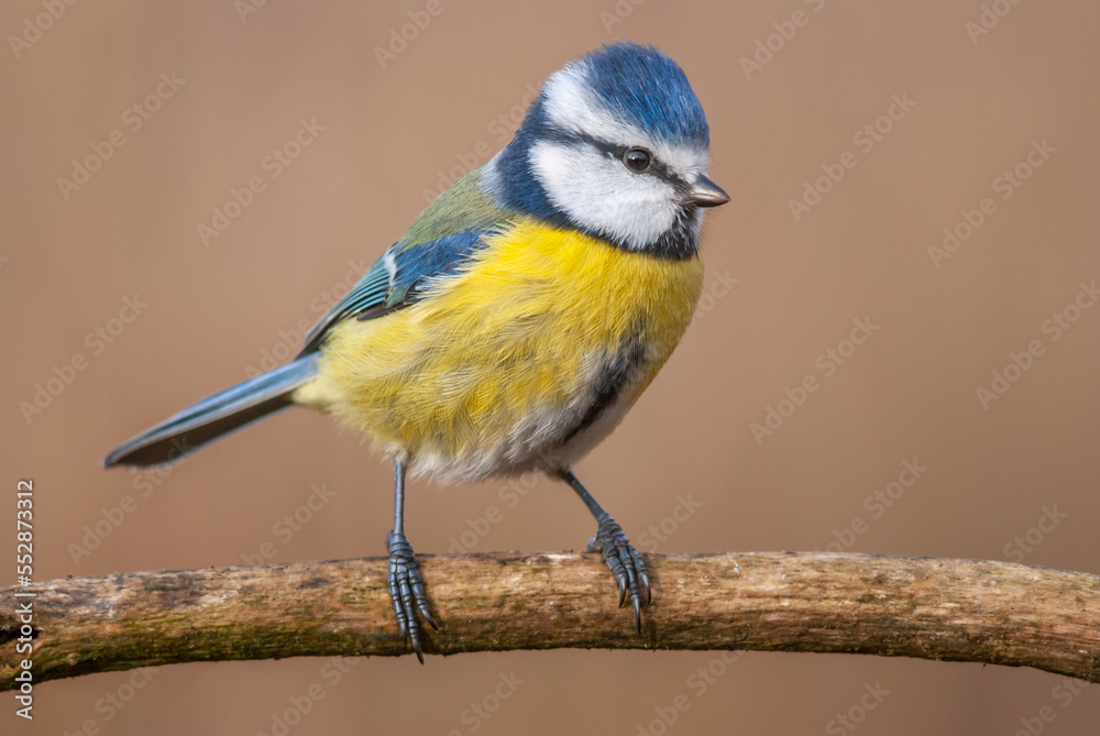 Blue Tit (Cyanistes caeruleus) perched on a branch.