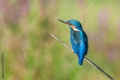 Kingfisher perched on a reed above a pond in spring.