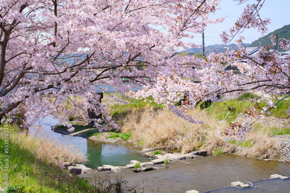 桜満開の宇治田原町、田原川河畔の桜の遊歩道「やすらぎの道」(京都府綴喜郡宇治田原町・田原川河畔 郷之口地区~荒木地区~岩山地区) 桜満開の宇治田原町、田原川河畔の桜の遊歩道「やすらぎの道」(京都府綴喜郡宇治田原町・田原川河畔 郷之口地区~荒木地区~岩山地区)