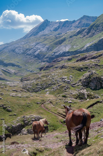 Caballos en valle pirenaico español © ignoto