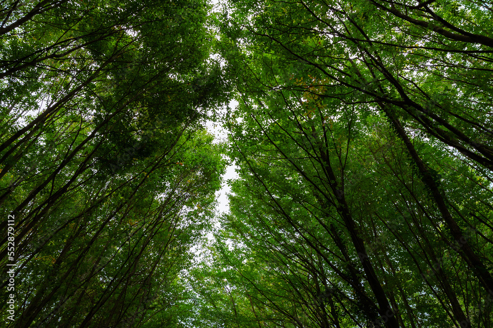 Obraz premium Lush forest in wide angle view. Carbon net zero concept photo