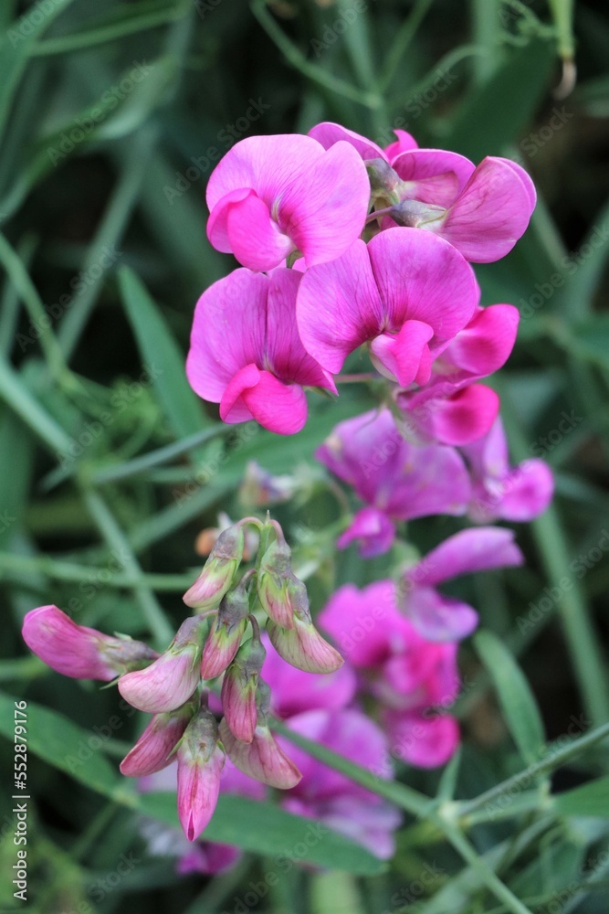 Pink flowers of Sweet peas Vicilla Pink flowers of Sweet peas Vicilla