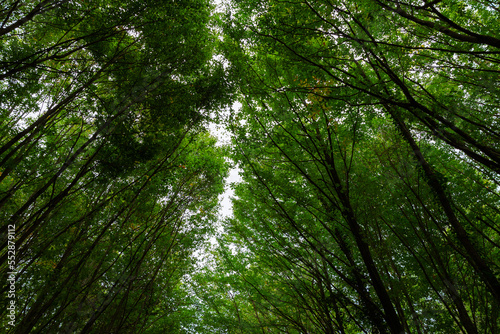 Lush forest in wide angle view. Carbon net zero concept photo