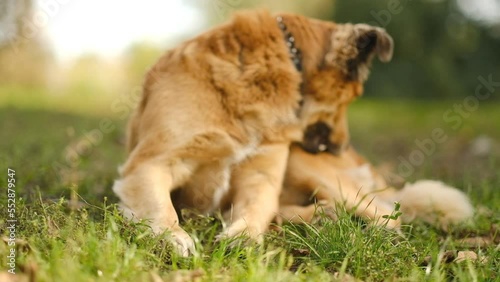 A kind brown dog with long hair lies on the grass. The dog is bothered by fleas and ticks.
