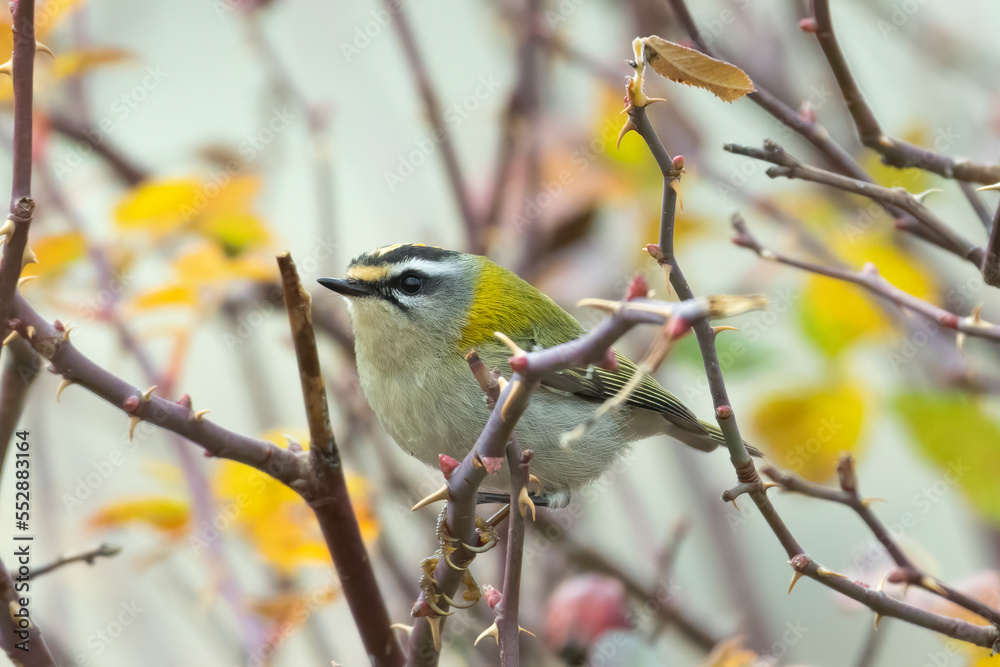Firecrest bird on a branch