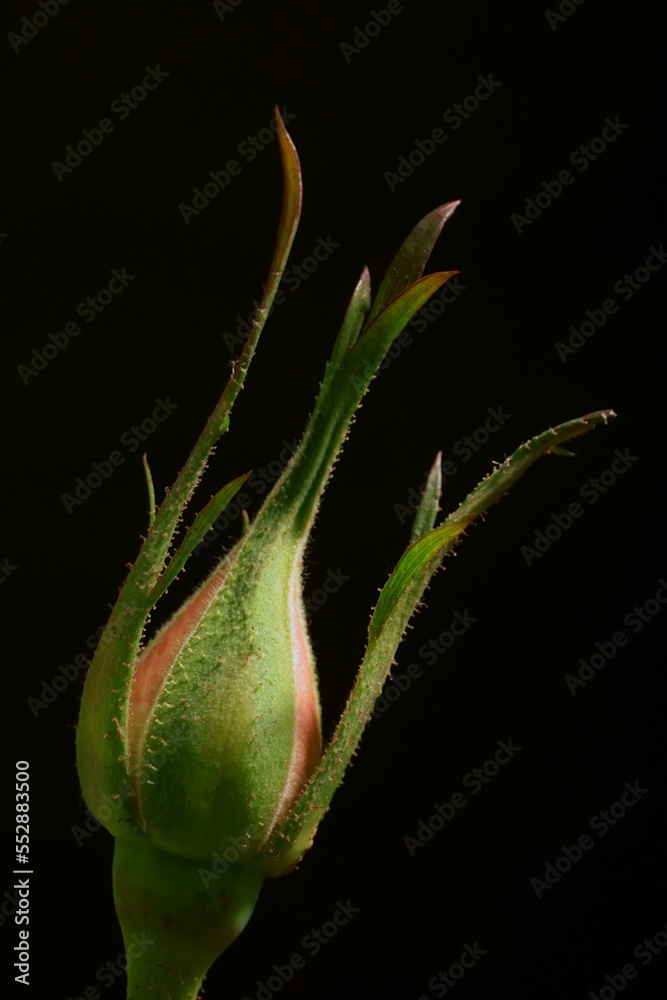 Pink rose bud on a black background Pink rose bud on a black background