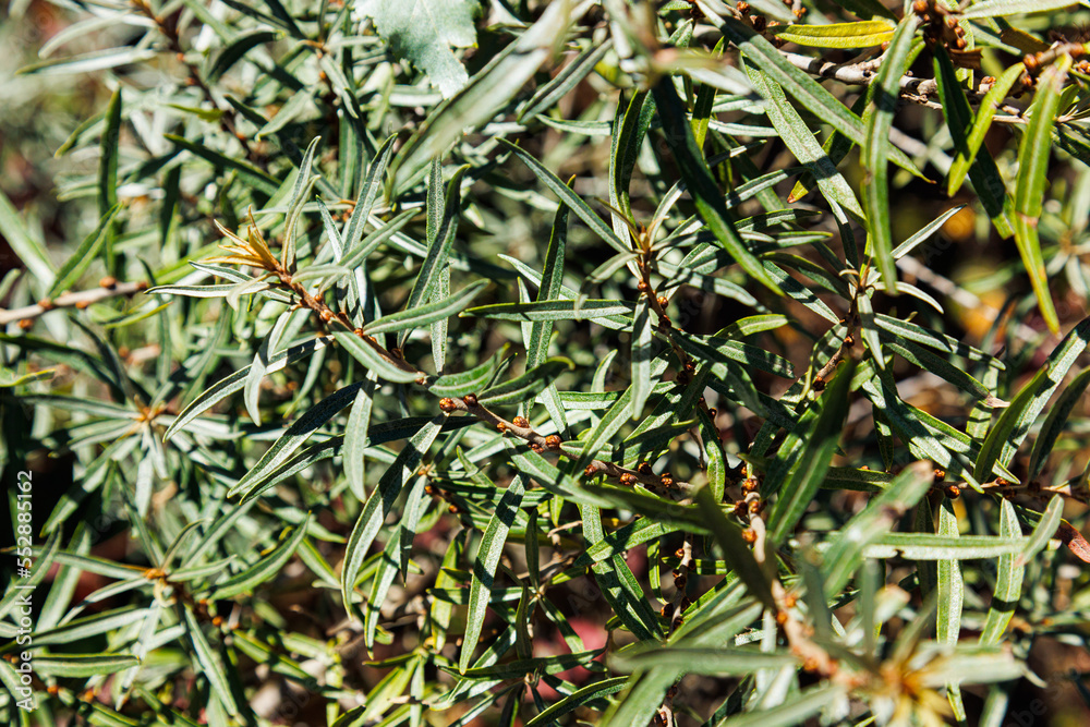 Beautiful leaves of a green shrub Beautiful leaves of a green shrub