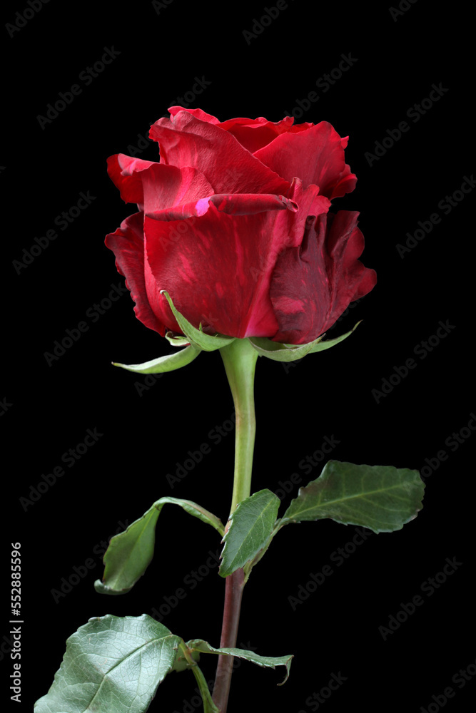 Big marbled red rose on black background. Closeup. Macro. Big marbled red rose on black background. Closeup. Macro.
