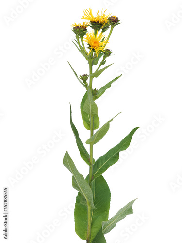 Yellow flower of Elecampane plant isolated on white, Inula helenium