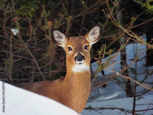 deer in the woods