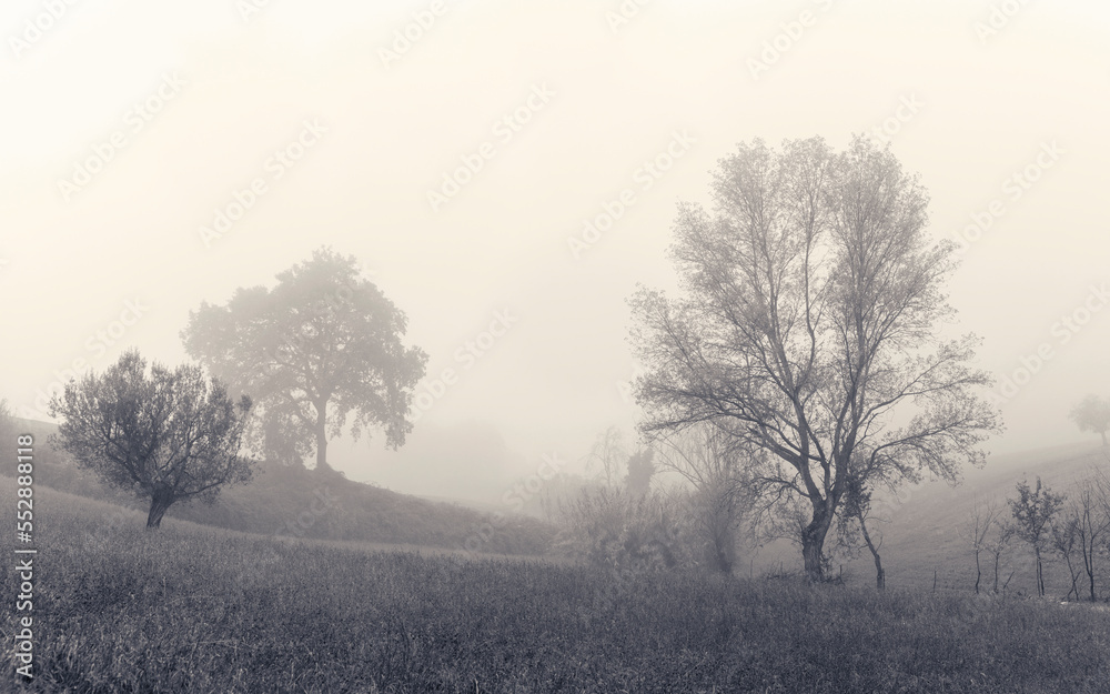 Misty morning in the countryside, landscape Misty morning in the countryside, landscape
