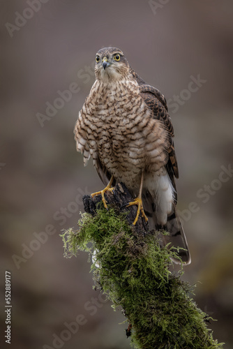 Juvenile male Sparrowhawk Bird of Prey. Wild falcon in the UK photographed in West Yorkshire