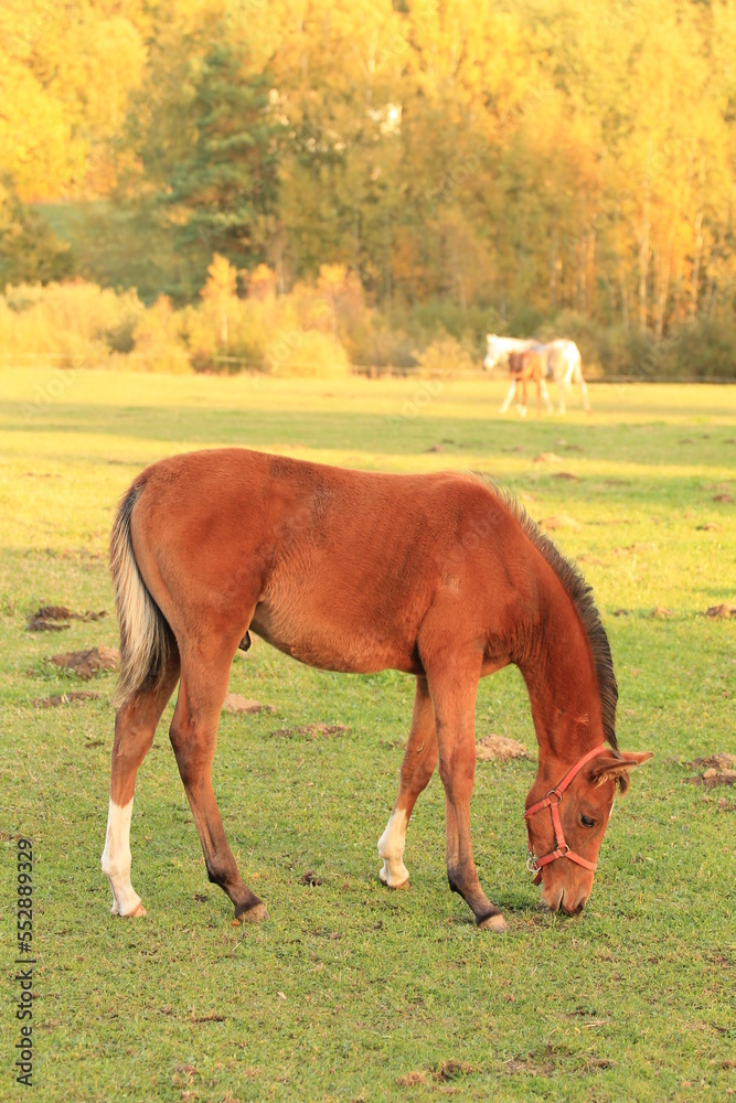 Obraz premium horses