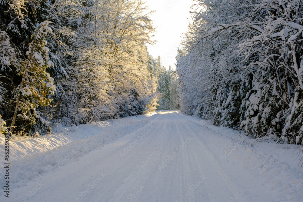 Fototapeta premium Magical winter landscape. A path between snowy trees in the forest