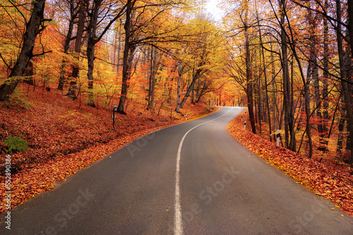 Asphalt road goes through colorful forest