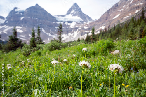 Alpine meadow flowers backed by Mount Assiniboine © Sean