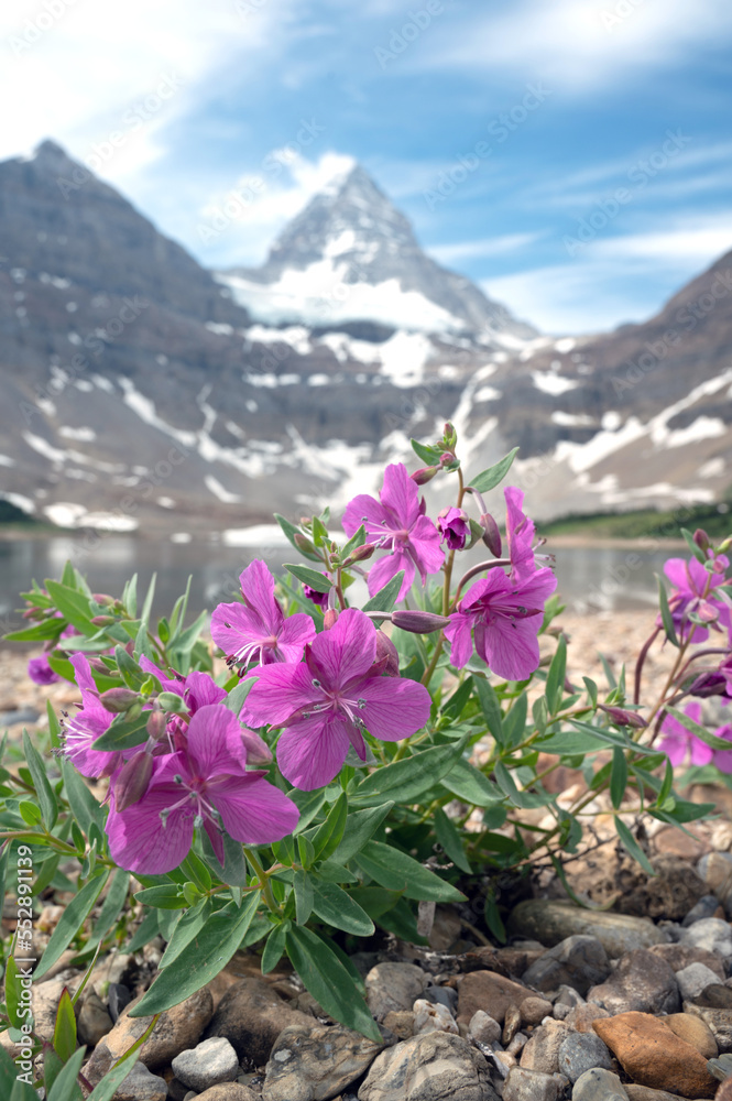 Obraz premium Dwarf willowherb wildflower backed by Mount Assiniboine