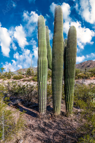 3 Cacti in Saguaro National Park