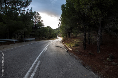 narrow road through a forest