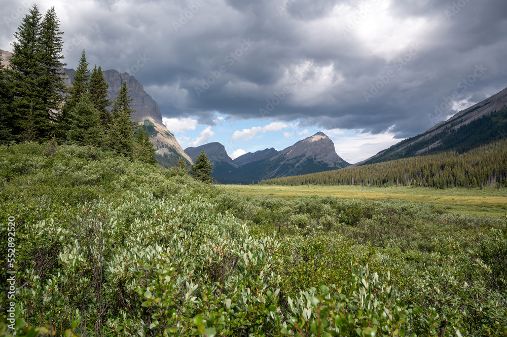 Fototapeta premium Shrubs in valley, Banff National Park