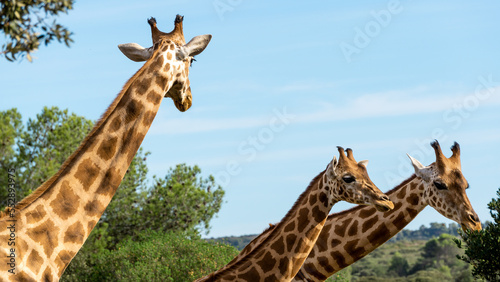 Photography Three giraffes looking for food