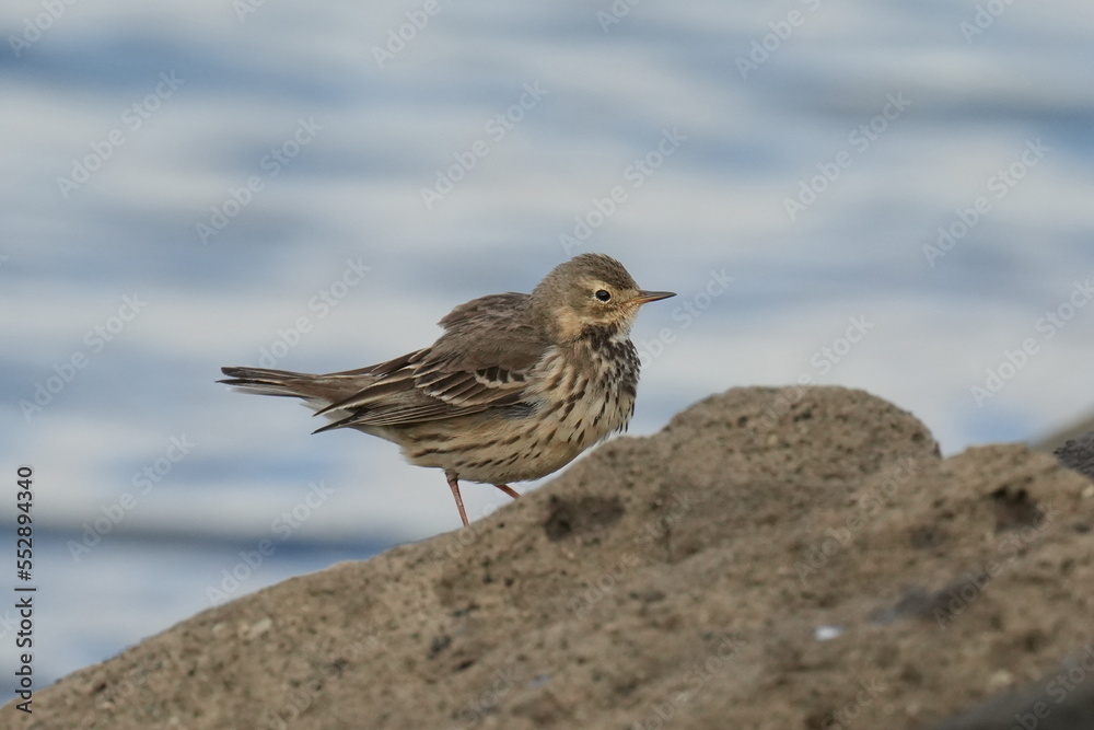 buff bellied pipit in a field buff bellied pipit in a field